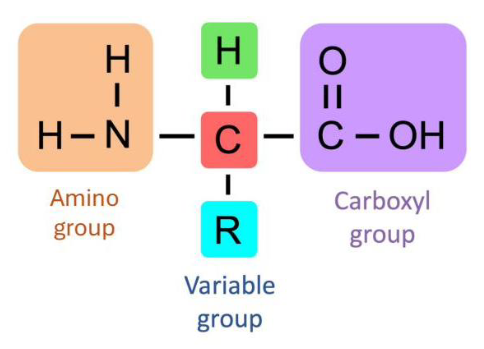 <ul><li><p><strong>Amino group (NH2)</strong> = <mark data-color="blue" style="background-color: blue; color: inherit;">basic end</mark></p></li><li><p><strong>Carboxyl group (COOH)</strong> = <mark data-color="red" style="background-color: red; color: inherit;">acidic end</mark></p></li><li><p><strong>Alpha Carbon</strong> <strong>(α)</strong> = next to carboxyl group</p></li><li><p><strong>Hydrogen</strong></p></li><li><p><strong>R group (side chain)</strong> = variable position</p></li></ul><p></p>