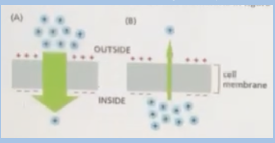 <p><span style="background-color: transparent;">The movement of ions across the cell membrane in figure (A) below is driven by</span></p><p><span>A. both concentration gradient and membrane potential</span></p><p><span style="background-color: transparent;">B. membrane potential</span></p><p><span style="background-color: transparent;">C. ATP hydrolysis</span></p><p><span style="background-color: transparent;">D. concentration gradient</span></p>