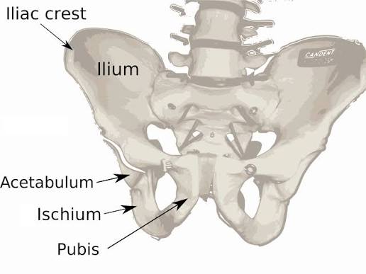 <p>upper/superior region of coxal bone</p>