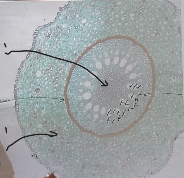 <p>Name what the two arrows are pointing at </p>