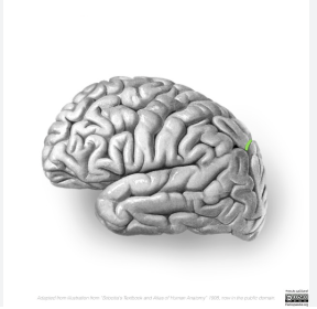 <p>Name this sulcus</p>