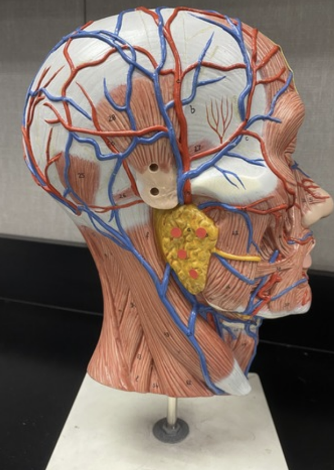 <p><span data-name="red_circle" data-type="emoji">🔴</span></p>