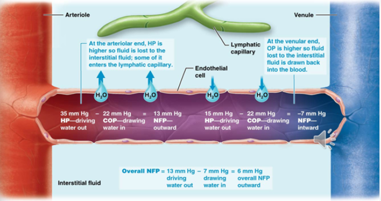 <ul><li><p>Colloid osmotic pressure pulls water into blood vessels</p><ul><li><p>Blood is rich in protein (especially albumin)</p></li></ul></li></ul><ul><li><p>Hydrostatic pressure is great in the arterioles —> pushes water out </p></li><li><p>Pressure is reduced in the venule, so there is some inward flow </p></li></ul><p></p><p><strong>Net Effect is Fluid Loss</strong></p>