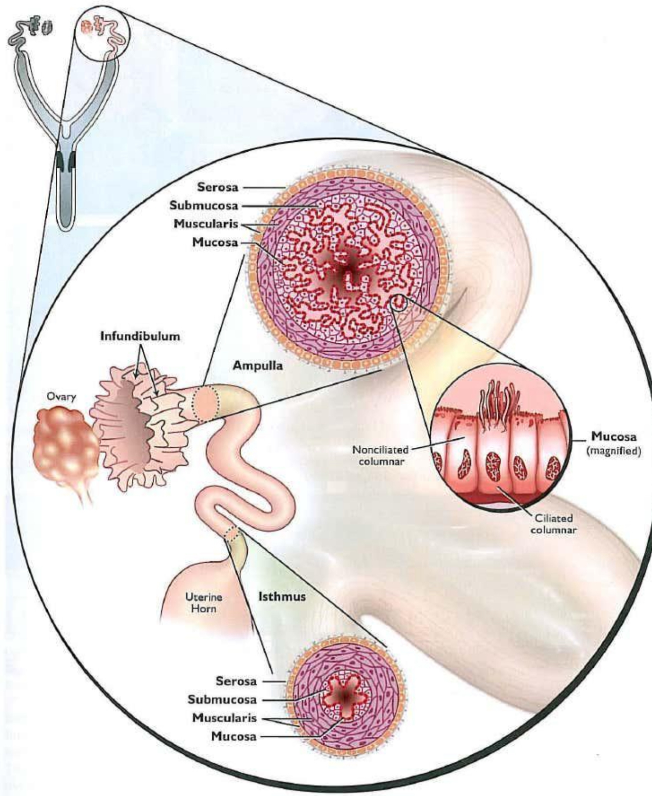 <p>Infundibulum: surface covered in fimbriae with funnel shape captures ovulated oocytes and transport to ostium opening </p><p>Ampulla: site of fertilization, ½ of oviduct length with mucosal folds, ampullae’s-isthmi’s junction only lets fertilized  oocytes pass in the mare</p><p>Isthmus: </p>