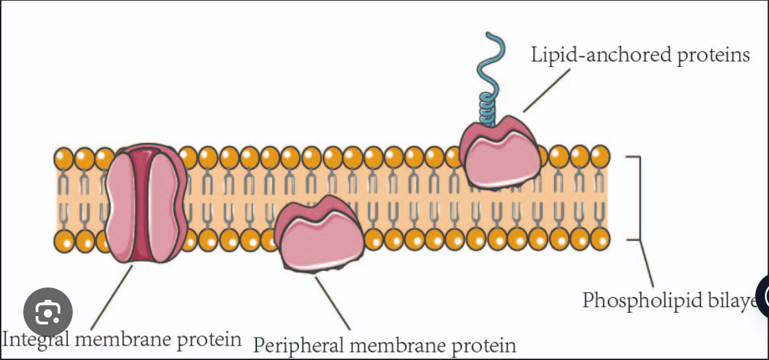 <ul><li><p><strong>Placement:</strong> They are located entirely outside the lipid bilayer, positioned on either the cytoplasmic or the extracellular side.</p></li><li><p><strong>Bonding:</strong> They do not penetrate the hydrophobic core. Instead, they stay attached via weak non-covalent interactions (like ionic or hydrogen bonds) with integral proteins or the polar heads of phospholipids.</p></li><li><p><strong>Chemistry:</strong> They are composed of hydrophilic amino acids, making them soluble in aqueous buffers.</p></li><li><p><strong>Removal:</strong> They can be removed from the membrane relatively easily using changes in pH or salt concentration, without disrupting the bilayer itself.</p></li><li><p><strong>Functions:</strong> They often act as enzymes, signaling molecules, or anchors that connect the membrane to the cell's internal cytoskeleton.</p></li></ul><p></p>
