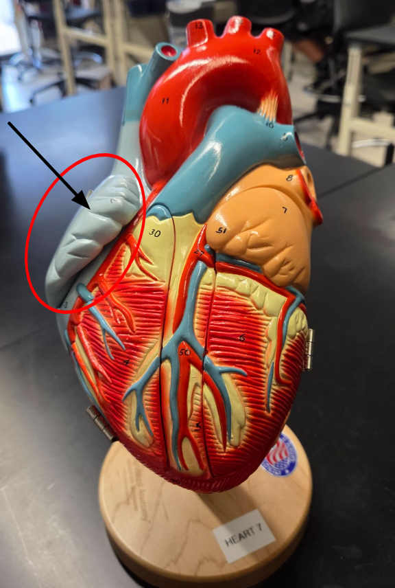 <p>What chamber of the heart is the arrow pointing to?</p>