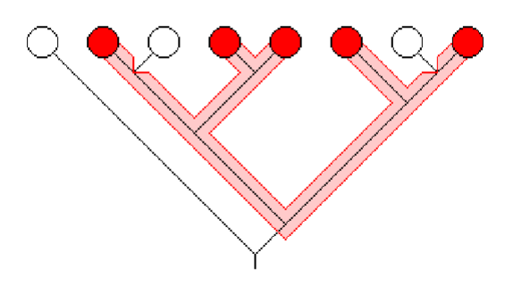 <p><span>a taxon that includes the ancestor and some but not<br>all of its descendants</span></p>