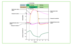 <p>- Pressure in left ventricle increases above that in the aorta</p><p>- Which opens the semi-lunar valve</p><p>- Blood flows into the aorta</p>