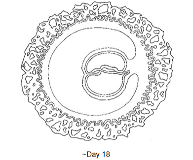 <p><span><span>LABEL where possible: amniotic cavity, chorionic cavity, yolk sac, ectoderm,</span></span><br><span><span>intraembryonic mesoderm, endoderm, extraembryonic mesoderm, connecting stalk, cytotrophoblast, syncytiotrophoblast, lacunae, oropharyngeal membrane, cloacal membrane, allantois, developing heart, foregut, midgut, hindgut.</span></span></p>