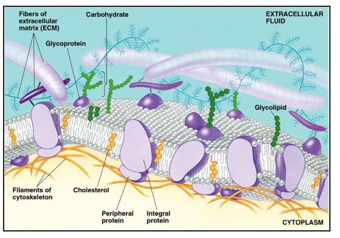 <ul><li><p>Cell adherence: It provides a surface for cells to grip onto so they don't just float away.</p></li><li><p>Communication between cells: When the ECM is stretched or chemically changed, it sends signals through those <strong>anchor proteins</strong> to tell the cell how to behave or grow.</p></li><li><p>Cell shape, mechanical support, and structural integrity: It gives tissues their shape and mechanical strength (e.g., the hardness of bone or the elasticity of skin).</p></li><li><p>Serving as a barrier/filtering out particles: acts as a physical sieve, controlling which nutrients or particles can reach the cell.</p></li></ul><p></p>