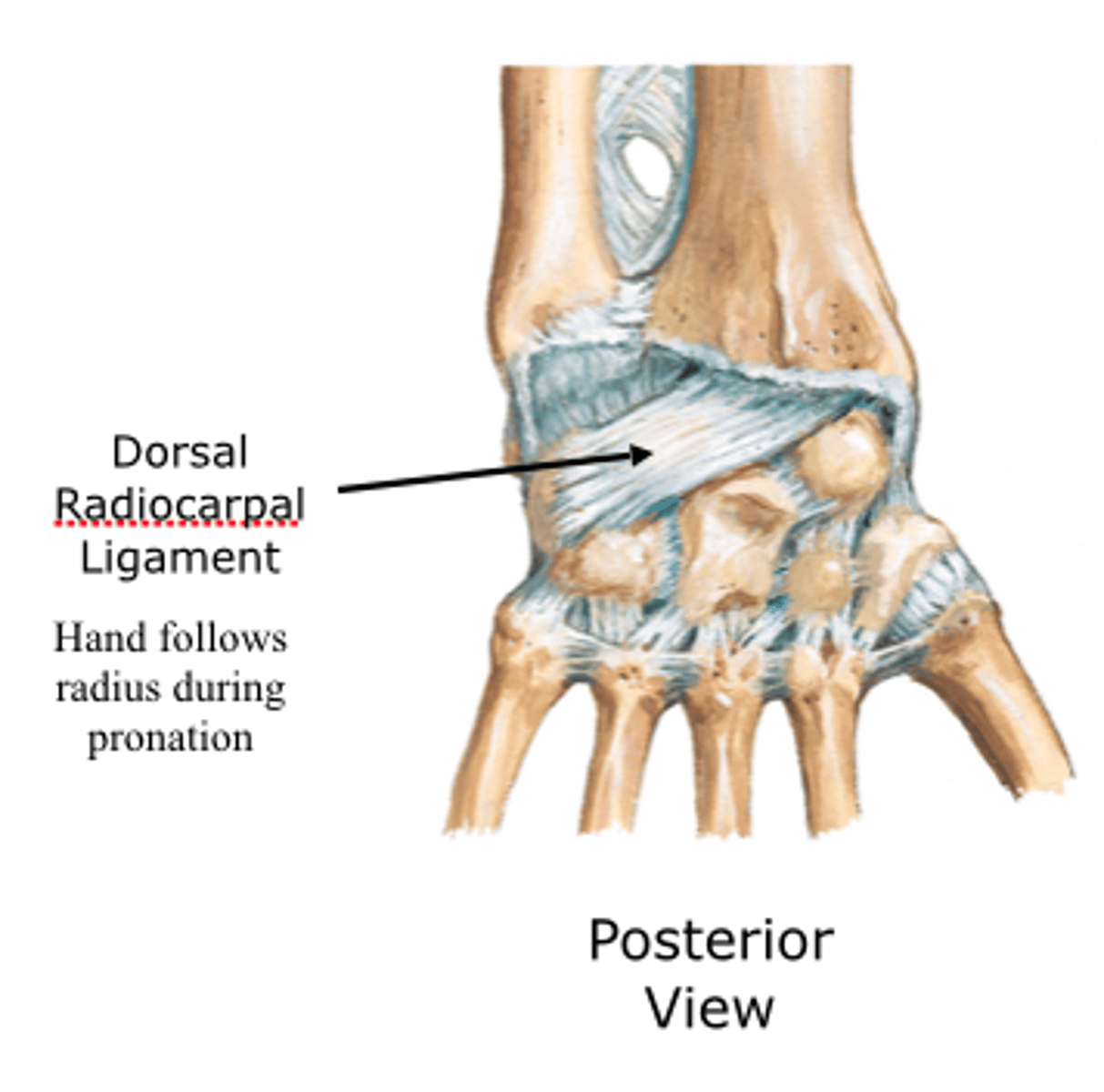 <p>Connects radius to posterior scaphoid &amp; lunate</p><p>-contributes to wrist stability- especially of the scaphoid during wrist ROM</p><p>-TAUT in wrist flexion</p><p>---keeps carpal bones in place</p>
