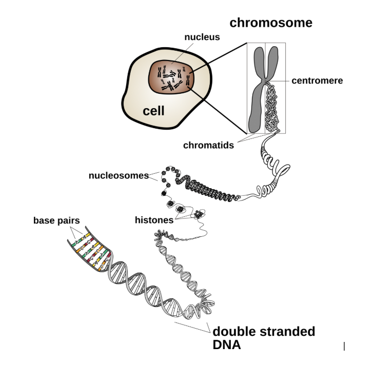 <p>ADN (cf : test de Feulgen qui colore l’ADN = les chromosomes)</p>