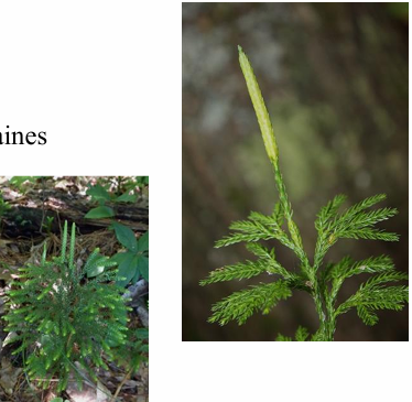 <p>ground-pine</p>