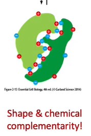 <p><span style="line-height: 107%;">Ionic bonds are biologically useful as they are the <u>strongest</u> non-covalent bond and are very <u>specific</u> as negative charge only attracts positive charge</span></p><p class="MsoListParagraphCxSpMiddle"><span style="line-height: 107%;">Biological example:</span></p><ul><li><p class="MsoListParagraphCxSpLast"><span style="line-height: 107%;">A macromolecule surface has specific charge distribution (e.g. positive charge) that interacts with <u>complementary </u>charge (e.g. negative charge) on another macromolecule surface</span></p></li></ul><p></p>