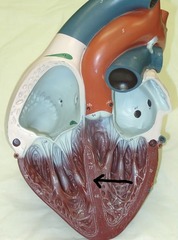 <p>Identify this structure.</p>