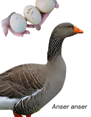 <ul><li><p>Dual-purpose </p></li><li><p>20-35 eggs</p></li><li><p>9-11 kg at 26-30 weeks</p></li><li><p>France</p></li><li><p>Gray plumage, large body, sagging belly, gentlye disposition, and excellent fat- liver (foie gras) producer</p></li></ul><p></p>