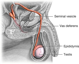 <p>ductus (vas) deferens</p>