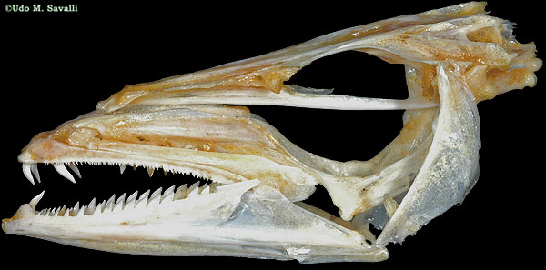 <p>Triangular, serrated teeth</p>