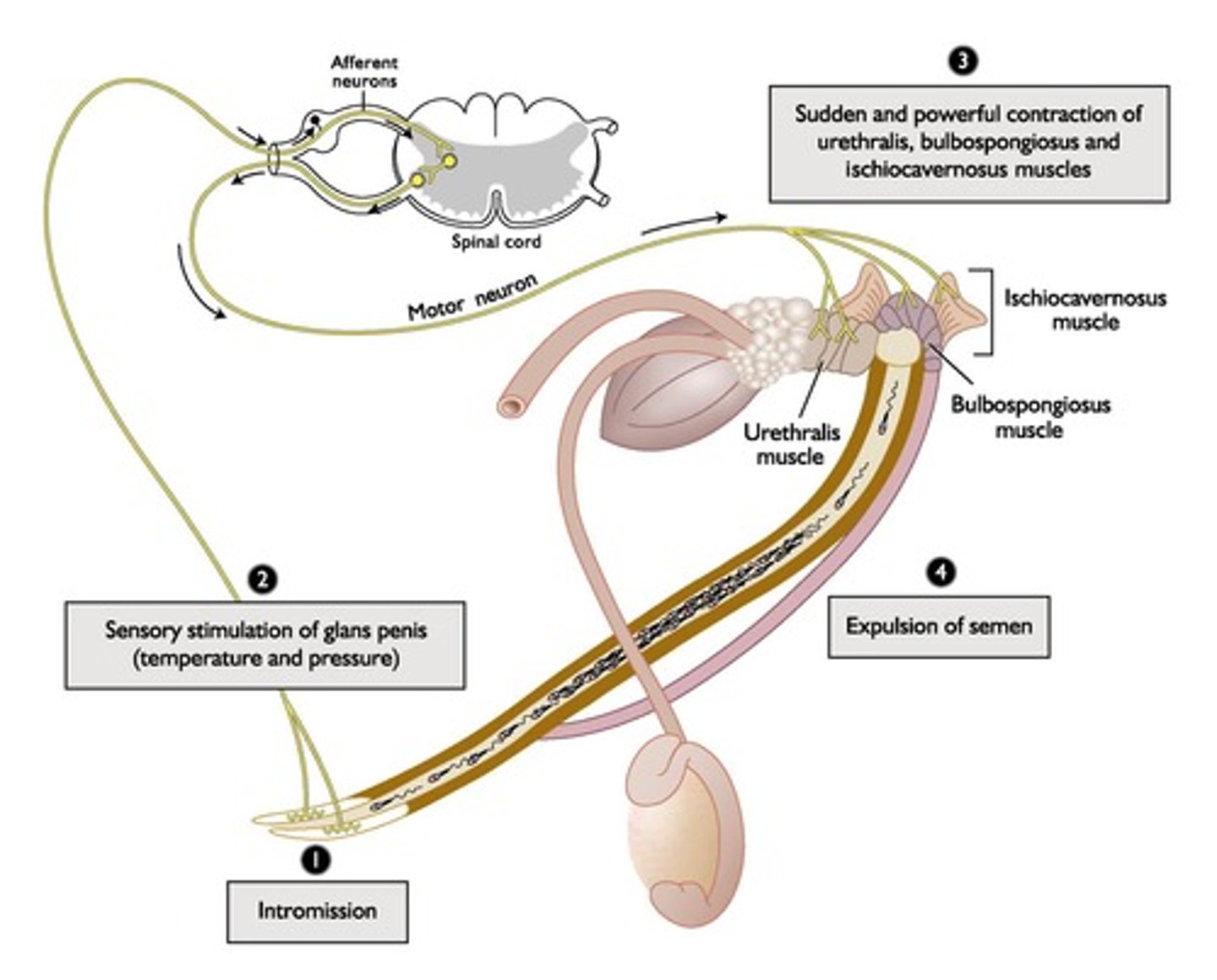 <p>A neuroendocrine reflex involving the release of sperm from the male reproductive tract.</p>