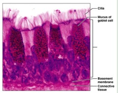 <p>Function: absorption, secretion</p><p>Location: male reproductive tract, trachea, nasal cavities</p>