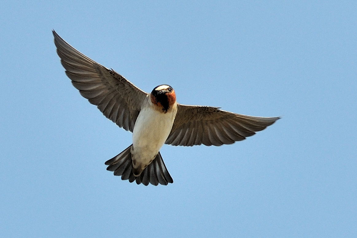<p>Class Reptillia</p><p>Order Passeriformes</p><p>Cliff Swallow</p><p>white belly </p>