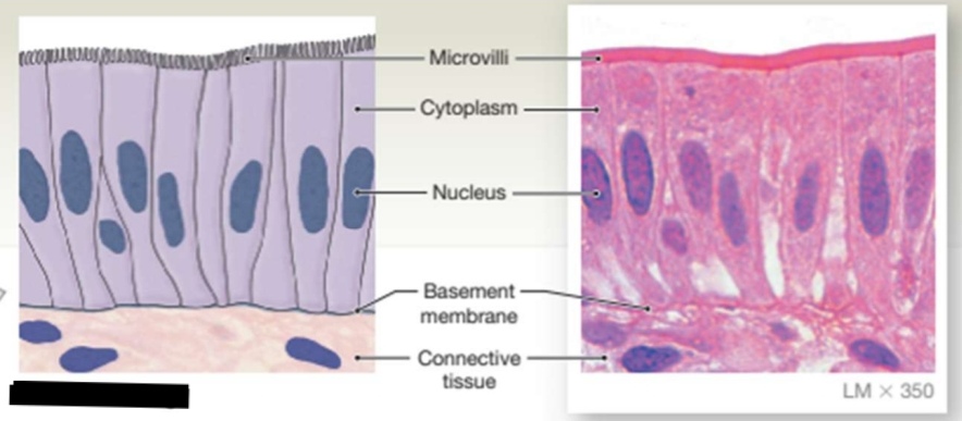 <p>Type of Tissue and Location</p>