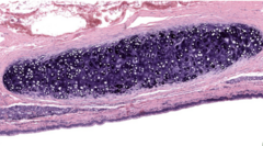 <p>Classify this epithelium</p>