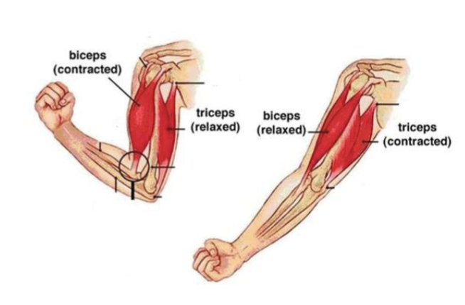 <p><span>by working in opposing pairs—one contracting (agonist) while the other relaxes (antagonist)—to move joints back and forth. They enable cyclical motions by acting as alternating force producers; the biceps flexes the elbow while the triceps extends it.</span></p>