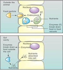 <p>Enzymes catalyze the breakdown of food substances into smaller, absorbable molecules during digestion.</p>