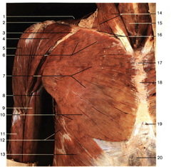 <p>Chest</p>