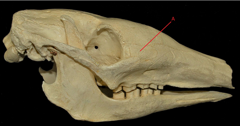 <p>What is this bone?</p>