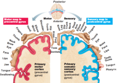 <p>Body parts with greater touch sensitivity have larger cortical representations.</p>