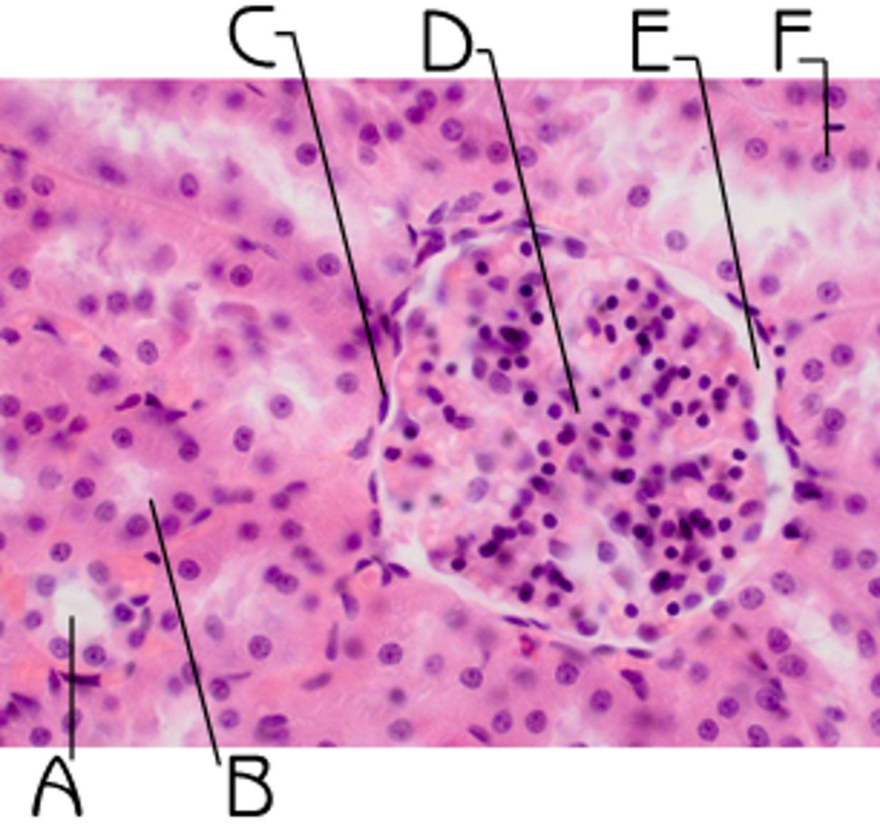 <p>structure found in tissue? {C}</p>