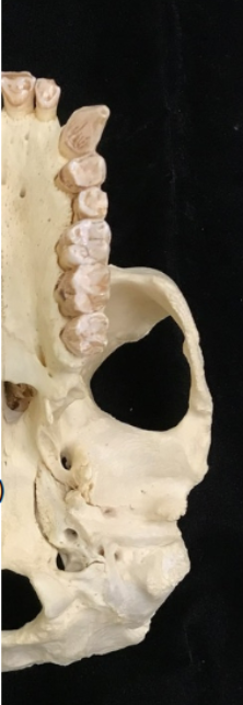 <p>Directional terms for skull: label</p>