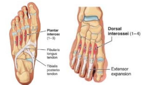 <ul><li><p>plantar interossei</p></li><li><p>dorsal interossei</p></li></ul><p></p>