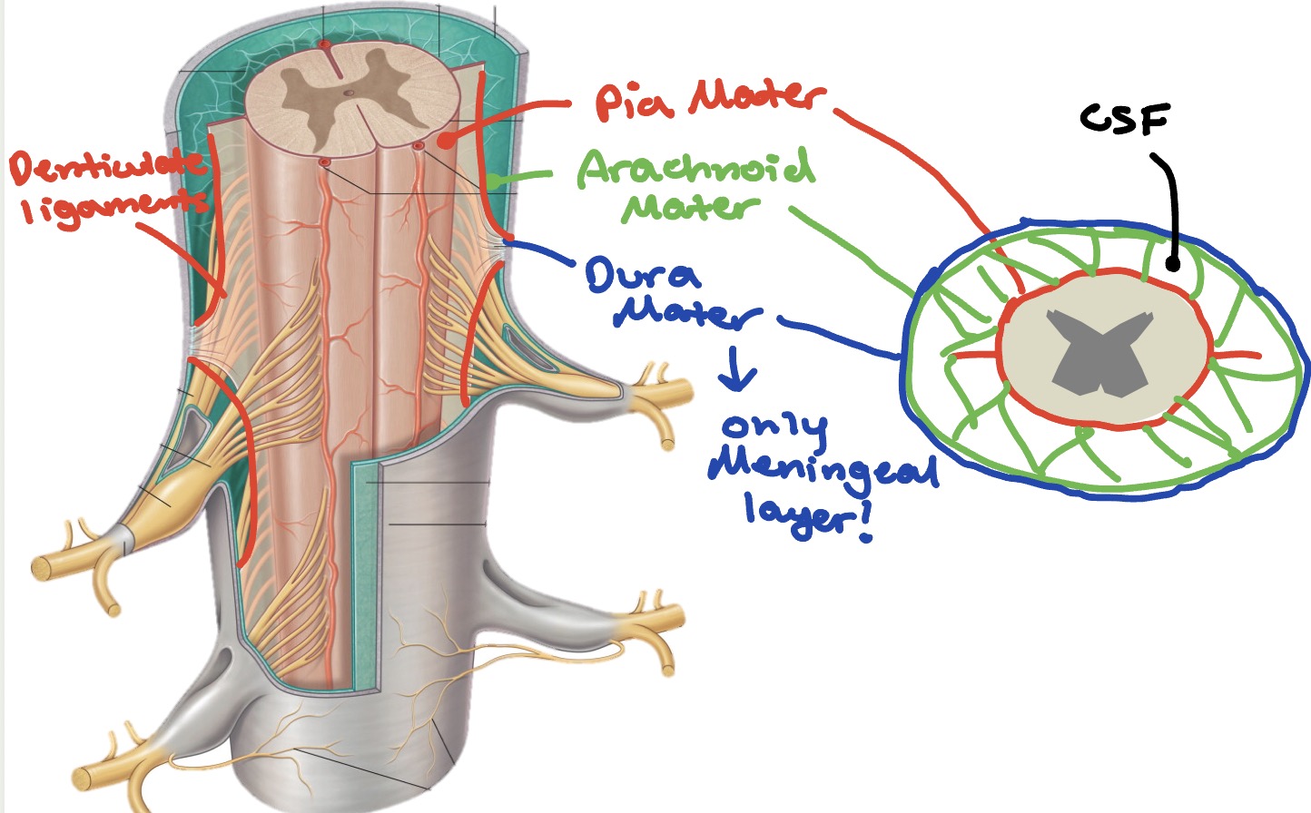 <ul><li><p><span style="color: rgb(248, 18, 18);">Pia Mater</span></p></li><li><p><span style="color: rgb(38, 153, 9);">Arachnoid Mater</span></p></li><li><p><span style="color: rgb(6, 26, 170);">Dura Mater</span></p><ul><li><p>**Only meningeal layer b/c periosteal layer is absent in the vertebral column!</p></li></ul></li></ul><p></p>