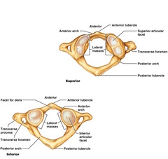 <p>GREEK atalo = endure or sustain, to bear, carry </p><p>NO body; (it is replaced by the dens of CV2).</p><p>NO laminae or spinous processes. (They are replaced by an arch of bone, the posterior arch)</p><p>-superior articular processes are concave for articulation with the occipital condyles.</p>