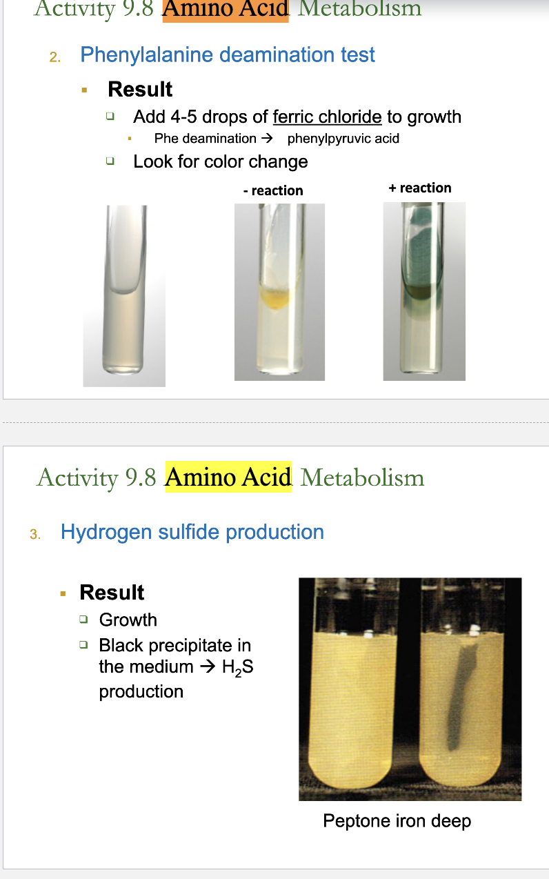 <p><span>Example positive bacteria In amino acid metabolims test?</span></p>