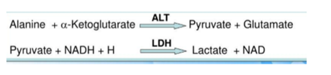 <p>Error: Stable for 3-4 days, unaffected by hemolysis</p><p>Measurement: Reaction coupled with LDH to generate NAD</p>