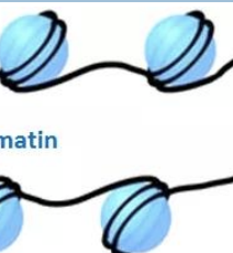 <p>Légèrement emballée, riche en gènes et généralement sous transcription active</p>