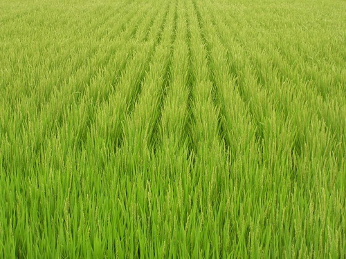 <p>ruộng lúa</p>