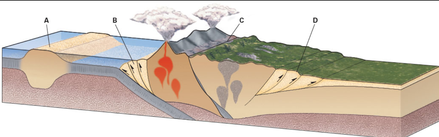 <p><span>Mountain building at convergent margins produces several distinct geologic settings. The following image is a sketch of an orogeny. Where on the image is the fold-thrust belt located?</span></p>