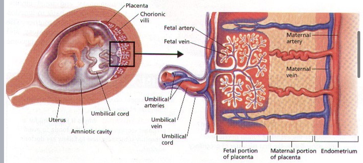 <p>contains <strong>1 vein and 2 arteries</strong></p><p><strong>vein</strong> → carries <strong>nutrients</strong> and <strong>oxygen</strong>-rich blood <strong>TO</strong> fetus</p><p><strong>arteries</strong> → <strong>return</strong> blood containing waste <strong>FROM</strong> fetus back to placenta → to <strong>mom</strong></p>