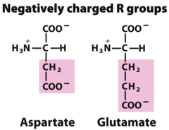 <p>Aspartate and glutamate.</p>