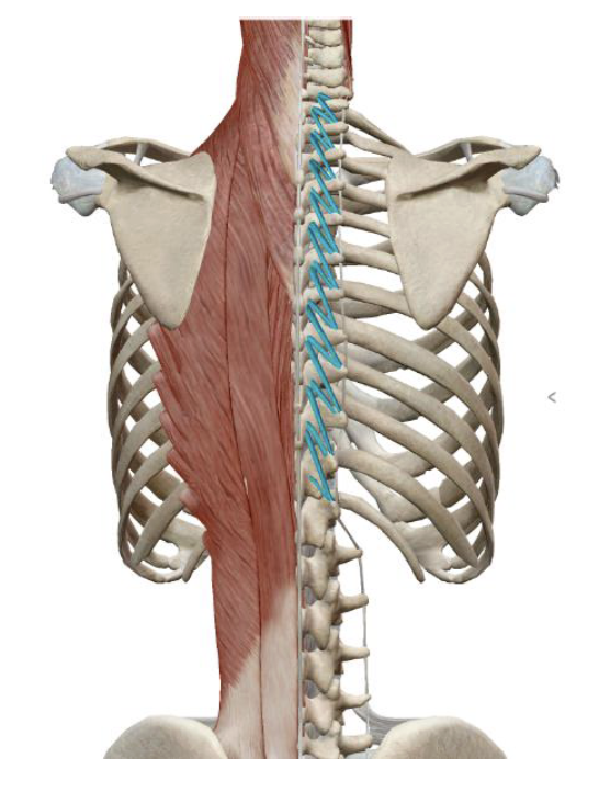<p>which muscle, origin, insertion, innervation, and action is this</p>