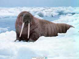 <p>Walrus</p>