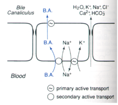 <p>via secondary active transport using a bile-Na+ pump.</p>