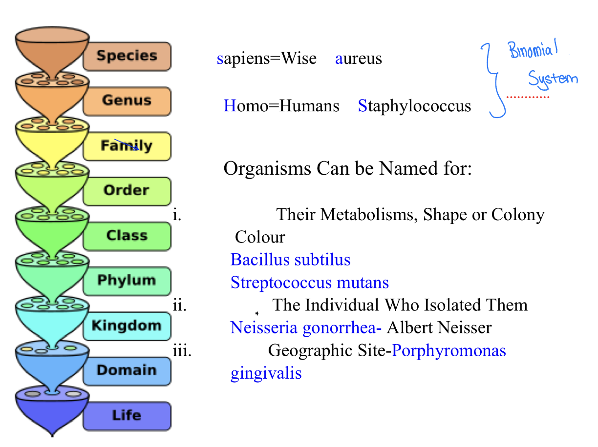 <p>Using the taxonomy and binomial system</p><p>Taxonomy → Study of classifying & naming organisms based on similarities & differences</p><p>Binomial system → system used to give organisms their specific names </p>