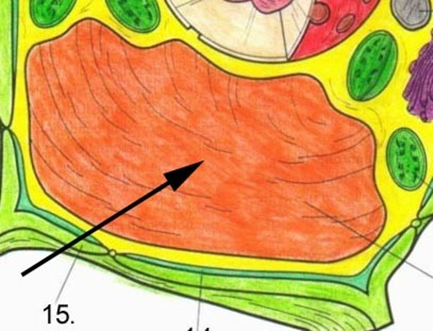 <p>Large, water-filled organelle within a plant cell cytoplasm.</p>