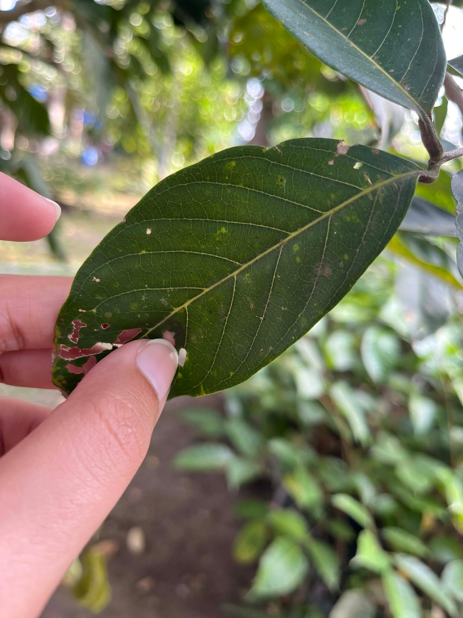 <p>Rambutan</p><p>Sapindaceae</p><p>Tree</p><p>Sexual</p><p>Perennial</p>